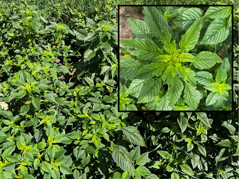 Newest leaves of Palmer amaranth